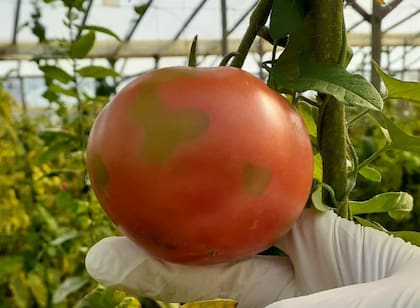 Quedaron sin efecto diversas alertas vinculadas con plagas específicas, como el Virus Rugoso del tomate