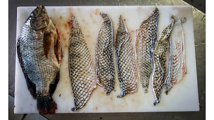 Un pez tilapia y pieles de tilapia en Jaguaribara, Brasil