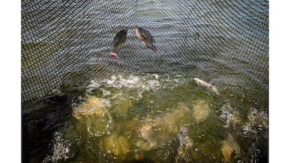 Peces tapia nadan en los tanques en Castanhao