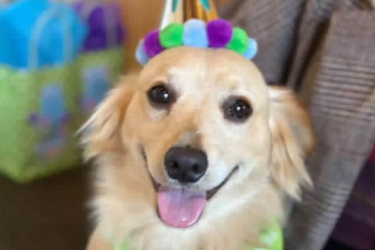 Quesito, el perro que pudo tener una segunda oportunidad (Foto: The Dodo)