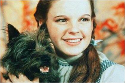 Quién era Toto, el perro que deslumbró en la película El Mago de Oz