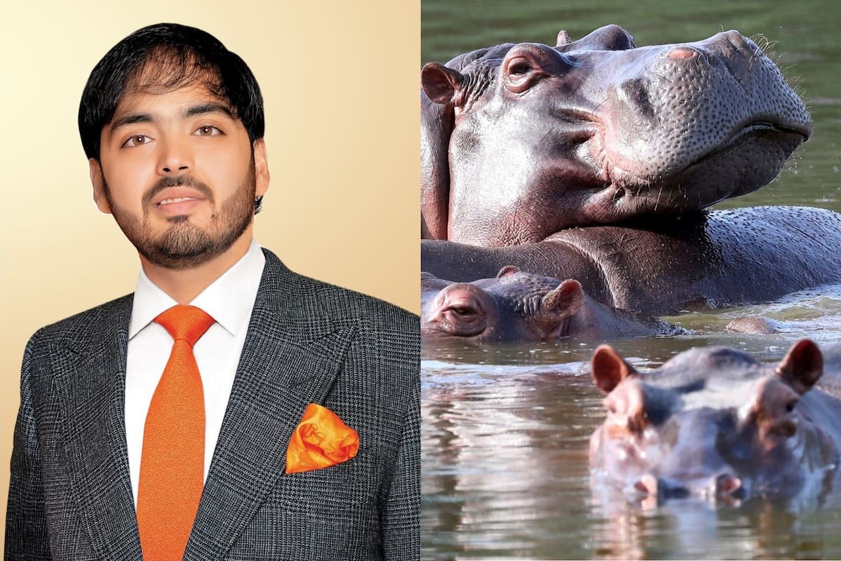Quién es Anant Ambani, el heredero multimillonario que quiere salvar a los hipopótamos de Pablo Escobar en Colombia