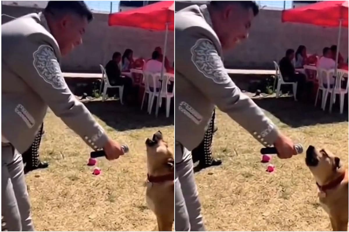 ¿Quién le rompió el corazón? El video viral de un perro que cantó un tema de desamor junto a un mariachi