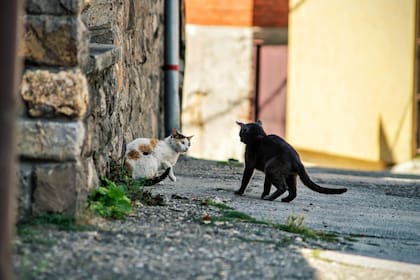 Quienes asesinen a gatos enfrentan cargos por maltrato animal