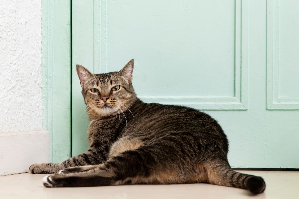 Quienes conviven con un gato conocen esta rutina que actúa como un reloj despertador ineludible