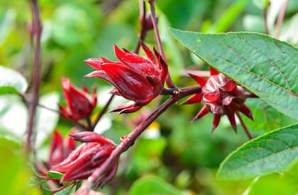 Quiénes no pueden ingerir jamaica, la nueva infusión en tendencia