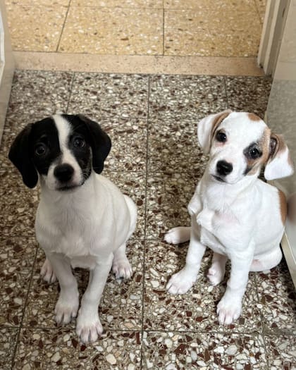 Quienes quieran adoptarlas pueden completar el formulario de preadopción (Foto: Instagram @patitasalrescate)