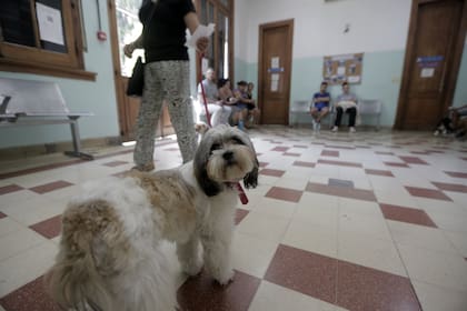 Quieren reformular el Pasteur como un hospital para animales