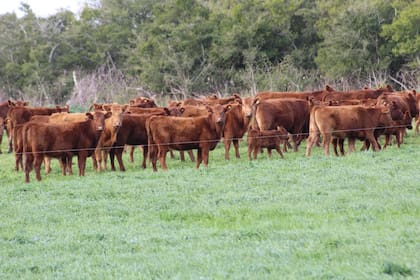 Quilty analizó cómo cambiarán el mercado mundial las decisiones sanitarias, la reconstrucción de los rodeos y la creciente escasez de animales