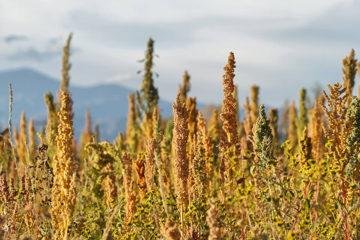 Quinoa plantation (Chenopodium quinoa) near Cachi, northern Argentina