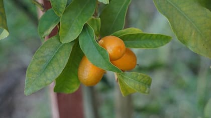 Por su tamaño, un frutal ideal para macetas