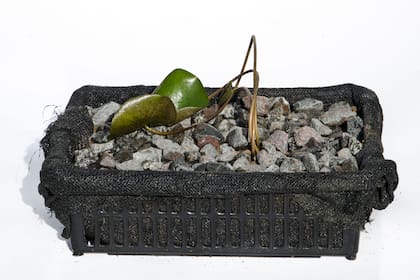 Quinto paso: completar el sustrato alrededor de la planta y cubrirlo con canto rodado o piedritas para evitar que se salga el sustrato al colocar el recipiente en el estanque. En el caso de tener carpas o peces grandes, el tamaño de las piedras debe ser mayor al de sus bocas.