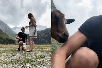Quiso filmar la propuesta de matrimonio y una cabra le arruinó todo