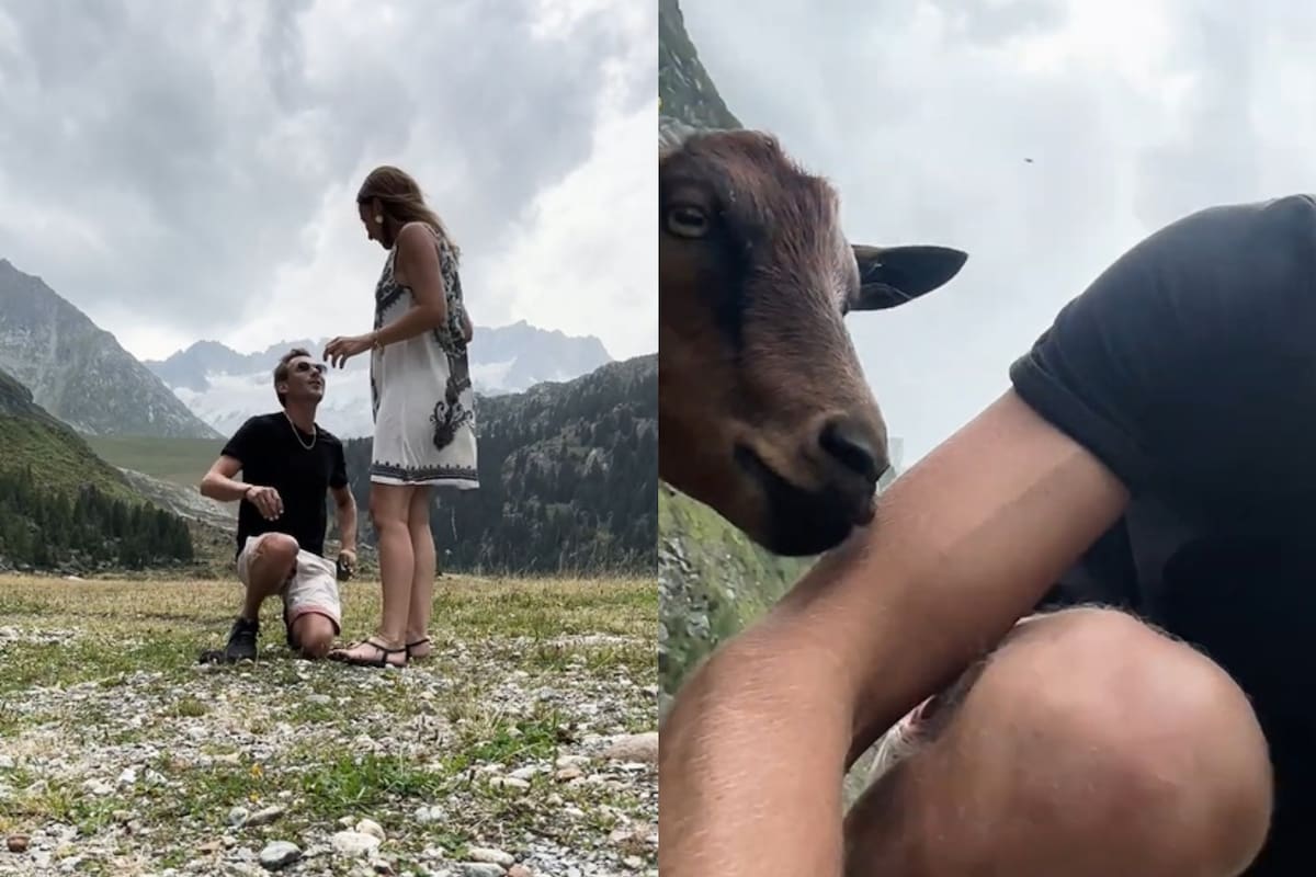 Quiso filmar la propuesta de matrimonio y una cabra le arruinó todo