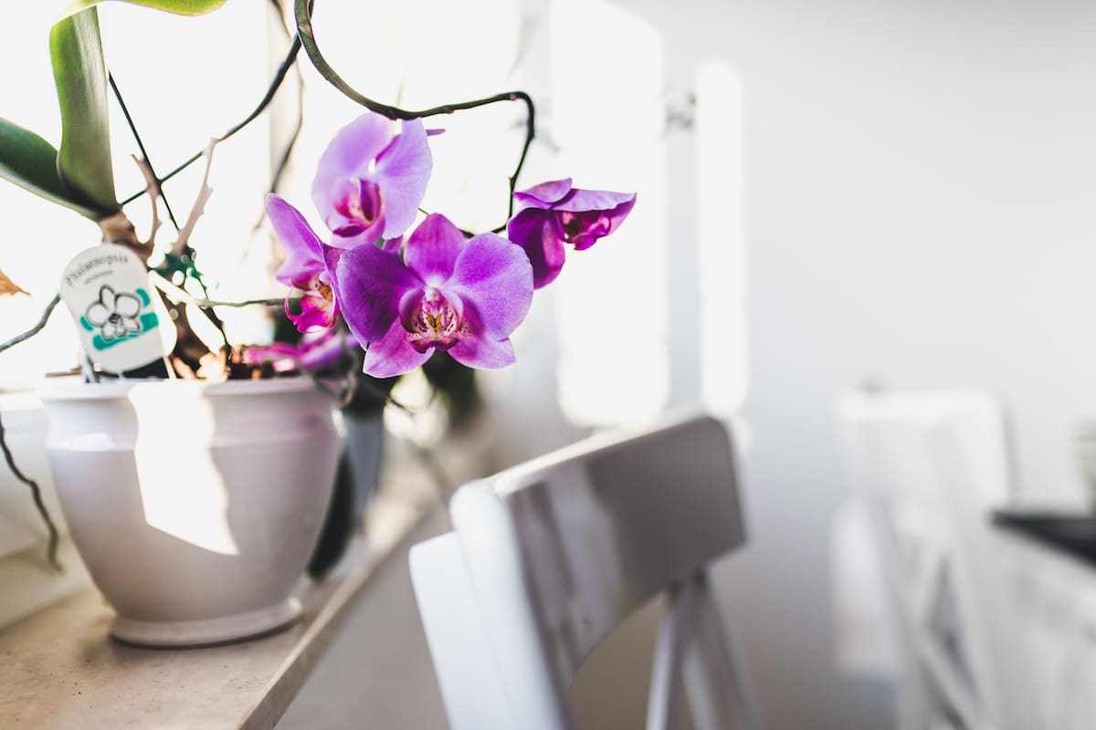 ¿Quitar o dejar las varillas? Una experta explica qué hacer con las orquídeas