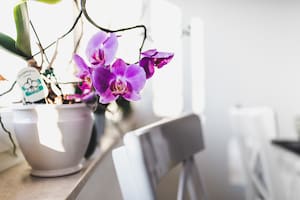 ¿Quitar o dejar las varillas? Una experta explica qué hacer con las orquídeas