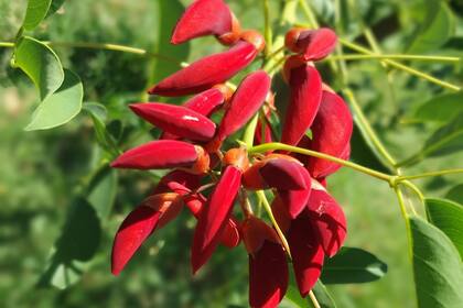 Quizá no es una casualidad que nuestra flor nacional sea la de este árbol vital y capaz de sobrevivir a casi todo