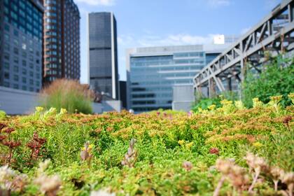 Quizás la respuesta a los problemas climáticos en las grandes ciudades esté justo sobre nuestras cabezas