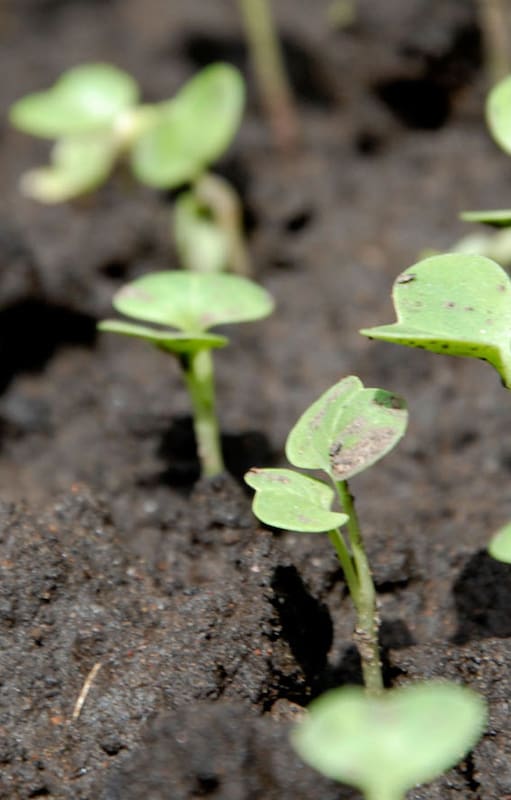 Un sustrato muy liviano y poroso ayuda a germinar las semillas
