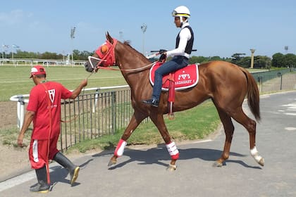 Radagast, uno de los caballos argentinos que vuelve desde Perú, conoció San Isidro este lunes