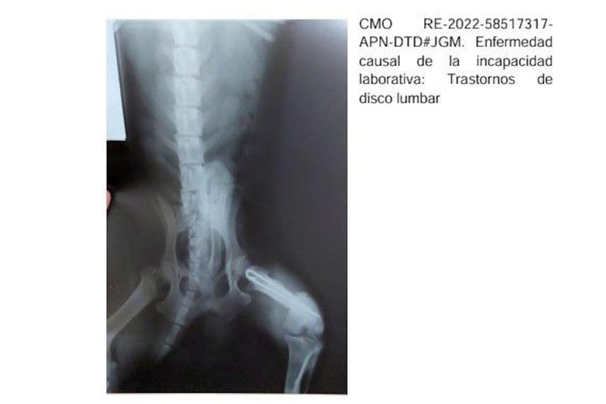 Radiografía de un perro adjuntada a un expediente de pensión por invalidez