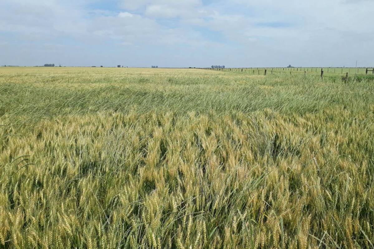 Raigrás en trigo