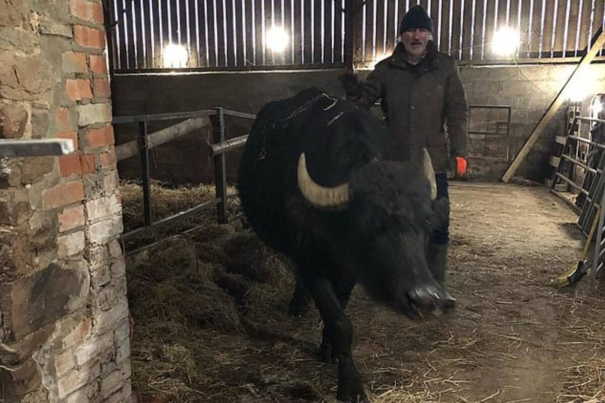 Ralph Jump, de 57 años, fue embestido por uno de estos enormes animales, que también hirió a dos de sus hijos