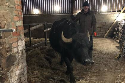Ralph Jump, de 57 años, fue embestido por uno de estos enormes animales, que también hirió a dos de sus hijos