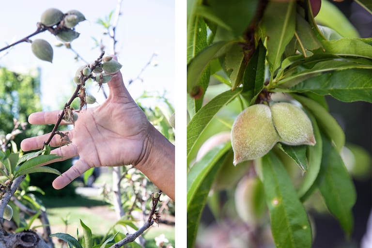.rama con mucha fruta y durazno mellizos