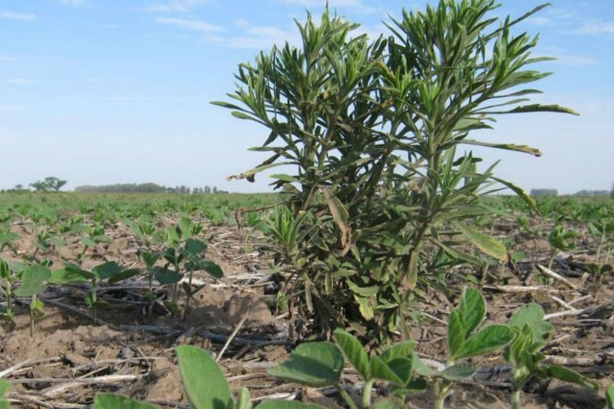 Rama negra en un lote de soja