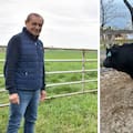 Ramón Díaz, dueño de Los Ramones, logró su primer Gran Campeón Macho Angus: “Es una coronación hermosa”