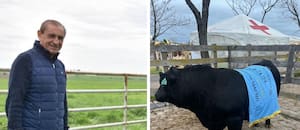 Ramón Díaz, dueño de Los Ramones, logró su primer Gran Campeón Macho Angus: “Es una coronación hermosa”