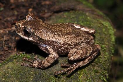 Rana marsupial del Baritú fotografiada por los investigadores