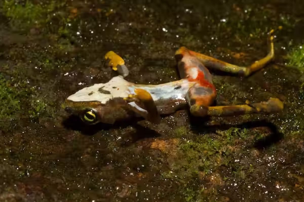 Rana muerta por quitridiomicosis, una enfermedad causada por el hongo Batrachochytrium dendrobatidis