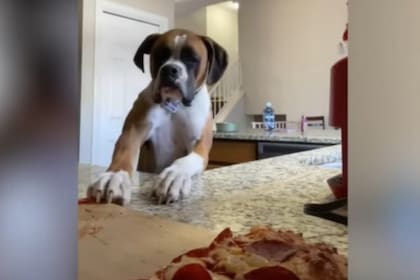 Randy se hizo viral en Internet por tratar de robar una pizza sin saber que lo estaban grabando