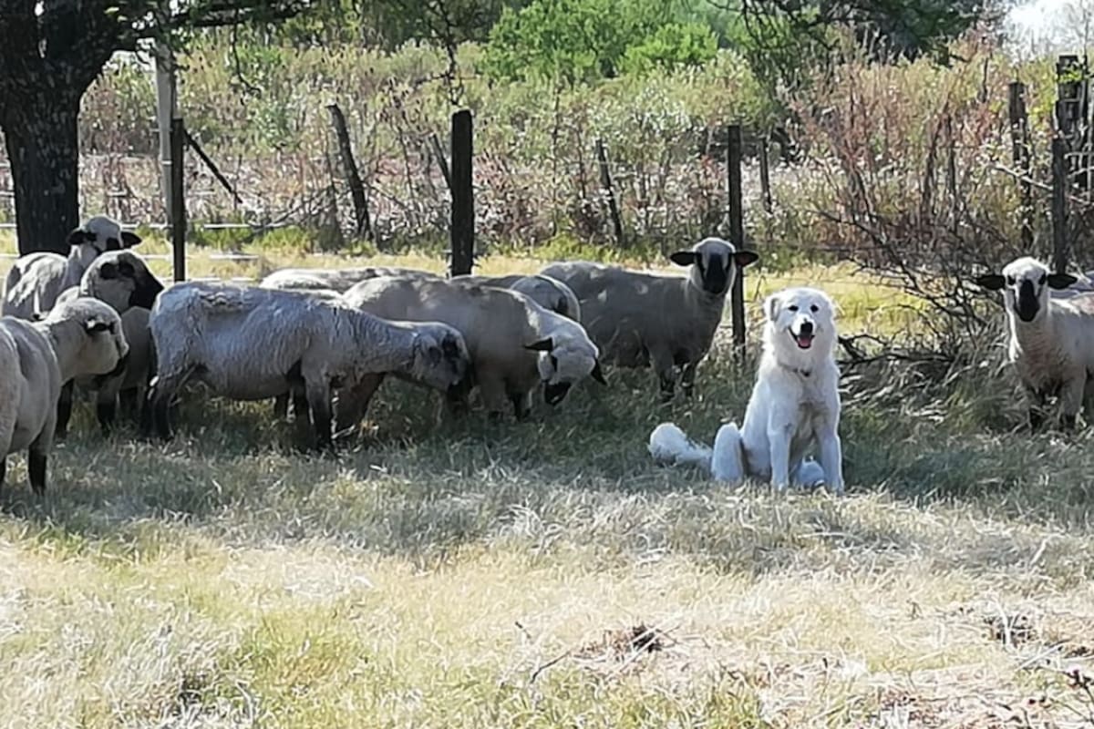 Raptor, el perro que en una noche helada en medio del campo se quedó a cuidar un corderito recién nacido