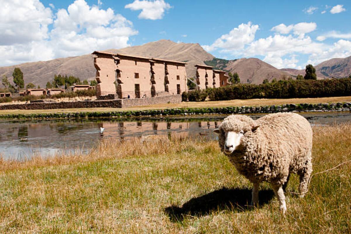 Raqchi se lleva todas las miradas (Foto Pexels)