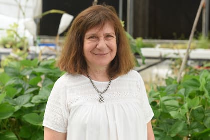 Raquel Chan, directora del Instituto de Agrobiotecnología del Litoral (IAL), del Conicet y de la Universidad Nacional del Litoral