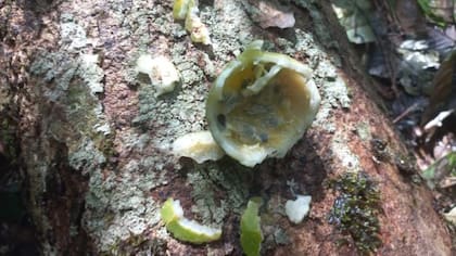 Rastros de los niños desaparecidos en la selva colombiana
