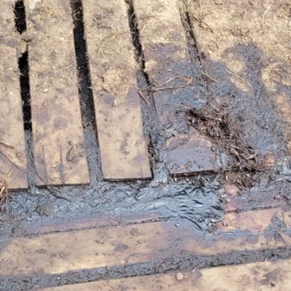 Rastros de sangre en uno de los corrales donde estaban encerrados los lechones