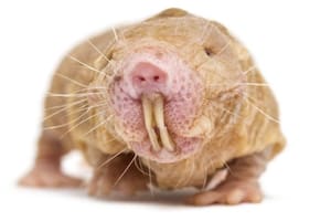Rata topo desnuda