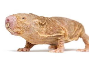 Rata topo desnuda