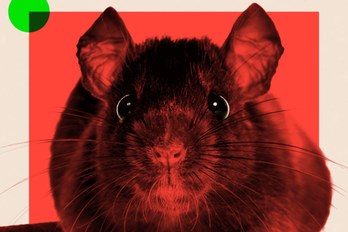 Ratas; BBC; BBC Mundo; sociedad; Roedores;