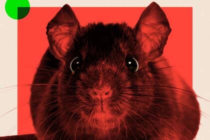 Ratas; BBC; BBC Mundo; sociedad; Roedores;