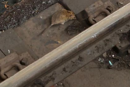 El metro de la ciudad de Nueva York es conocido por ser un nido de ratas.