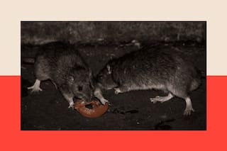 Las 26 personas que estaban en observación por hantavirus en Francia han dado negativo: ministra