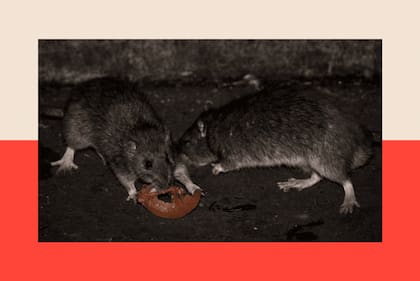 En 2026 cuatro personas murieron por hantavirus solo en territorio bonaerense