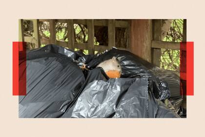 Roedores en la finca de Croydon donde vive John Gladwin: uno descarado saltó a una bolsa de basura y sacó un trozo de comida.