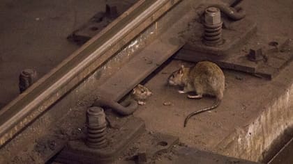 Una rata en el subte de Nueva York