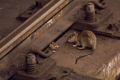 Ratas sobre las vías del subte de New York